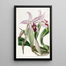 Variété van Laelia anceps van M. Barker - Sydenham Edwards — ingelijst kunstwerk aan de muur