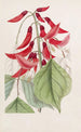Erythrina van M. Bidwill - Sydenham Edwards — weergave van het kunstwerk