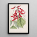 Erythrina van M. Bidwill - Sydenham Edwards — ingelijst kunstwerk aan de muur