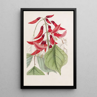 Sydenham Edwards - Mr Bidwills Erythrina.webp