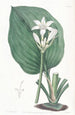 Eurycles van M. Cunningham - Sydenham Edwards — weergave van het kunstwerk