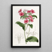 Phlox van M. Drummond - Sydenham Edwards — ingelijst kunstwerk aan de muur