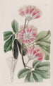 Inga de M. Harris - Sydenham Edwards — weergave van het kunstwerk