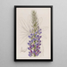 Lupin van M. Hartweg - Sydenham Edwards — ingelijst kunstwerk aan de muur