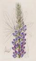 Lupin van M. Hartweg - Sydenham Edwards — weergave van het kunstwerk