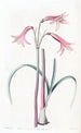 Phycella van M. Herbert - Sydenham Edwards — weergave van het kunstwerk