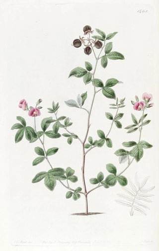 Sydenham Edwards - Mr Knights Gompholobium.webp