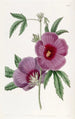 Hibiscus van M. Lindley - Sydenham Edwards — weergave van het kunstwerk