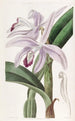 Koeienbloem van M. Perrin - Sydenham Edwards — weergave van het kunstwerk