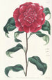 Camélia cramoisi van M. Reeves - Sydenham Edwards — weergave van het kunstwerk