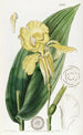 Balisier van M. Reeves - Sydenham Edwards — weergave van het kunstwerk