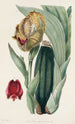 Anguloa van M. Rucker - Sydenham Edwards — weergave van het kunstwerk