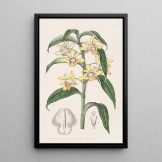 Sydenham Edwards - Mr Ruckers Dendrobium.webp