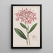 Epidendrum van M. Schomburgk - Sydenham Edwards — ingelijst kunstwerk aan de muur