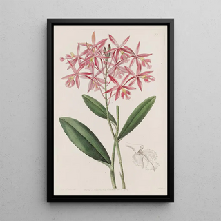Sydenham Edwards - Mr Schomburgks Epidendrum.webp