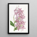 Epidendrum van M. Skinner - Sydenham Edwards — ingelijst kunstwerk aan de muur