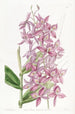 Epidendrum van M. Skinner - Sydenham Edwards — weergave van het kunstwerk