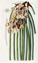 Maxillaria de M. Steels - Sydenham Edwards — weergave van het kunstwerk