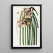 Maxillaria de M. Steels - Sydenham Edwards — ingelijst kunstwerk aan de muur