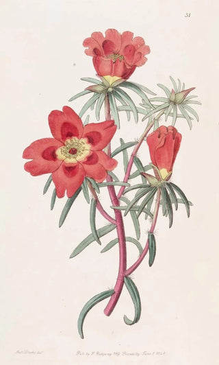 Sydenham Edwards - Mr Thellusons Purslane.webp