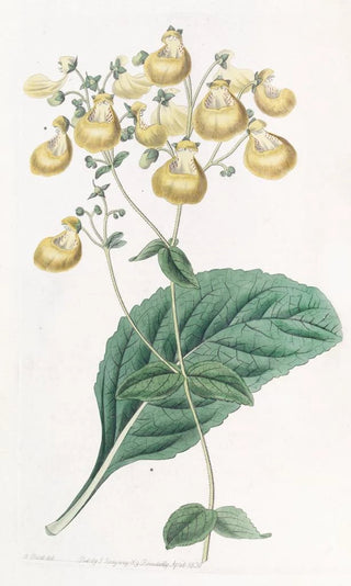 Sydenham Edwards - Mr W Herberts Calceolaria.webp