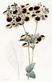 Calceolaria van M. Young - Sydenham Edwards — weergave van het kunstwerk