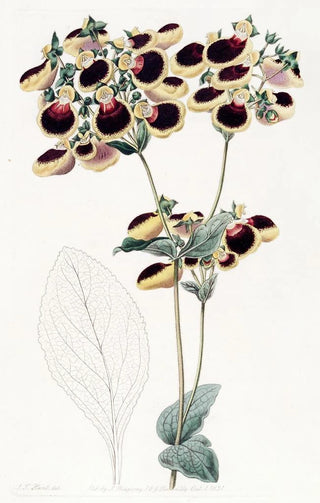 Sydenham Edwards - Mr Youngs Calceolaria.webp