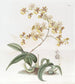 Oncidium van mevrouw Arnold Harrison - Sydenham Edwards — weergave van het kunstwerk