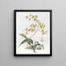 Oncidium van mevrouw Arnold Harrison - Sydenham Edwards — ingelijst kunstwerk aan de muur