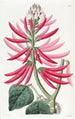 Erythrine à fleurs nues - Sydenham Edwards — weergave van het kunstwerk