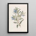 Sollya à feuilles étroites - Sydenham Edwards | Reproduction — ingelijst kunstwerk aan de muur