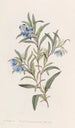 Sollya à feuilles étroites - Sydenham Edwards | Reproduction — weergave van het kunstwerk