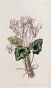 Cyclamen napolitain - Sydenham Edwards — weergave van het kunstwerk