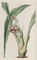 Tupistra penchée - Sydenham Edwards — weergave van het kunstwerk