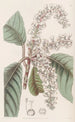 Clèthre à feuilles de chêne - Sydenham Edwards — weergave van het kunstwerk