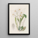 Coelogyne à taches d'ocre - Sydenham Edwards — ingelijst kunstwerk aan de muur