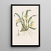 Oncidium à une fleur - Sydenham Edwards — ingelijst kunstwerk aan de muur