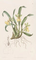 Oncidium à une fleur - Sydenham Edwards — weergave van het kunstwerk