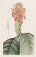 Aphelandra orange - Sydenham Edwards — artwork view