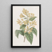 Cestrum orangé - Sydenham Edwards — ingelijst kunstwerk aan de muur