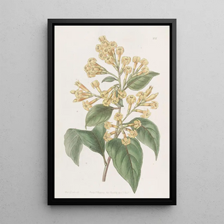 Sydenham Edwards - Orangecoloured Cestrum.webp