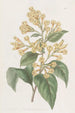 Cestrum orangé - Sydenham Edwards — weergave van het kunstwerk