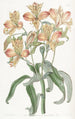 Alstroemeria à fleurs orange - Sydenham Edwards — weergave van het kunstwerk