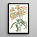 Alstroemeria à fleurs orange - Sydenham Edwards — ingelijst kunstwerk aan de muur