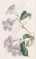 Bignonia peint - Sydenham Edwards — weergave van het kunstwerk
