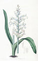 Lachenalia à fleurs bleu pâle - Sydenham Edwards — weergave van het kunstwerk