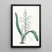 Lachenalia à fleurs bleu pâle - Sydenham Edwards — ingelijst kunstwerk aan de muur