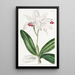Cattleya intermédiaire à fleurs pâles - Sydenham Edwards — ingelijst kunstwerk aan de muur