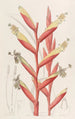 Vriesia à fleurs de perroquet - Sydenham Edwards — weergave van het kunstwerk