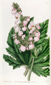 Bégonia à feuilles de panais - Sydenham Edwards — weergave van het kunstwerk